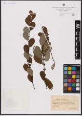 Foto von Salix aurita L.